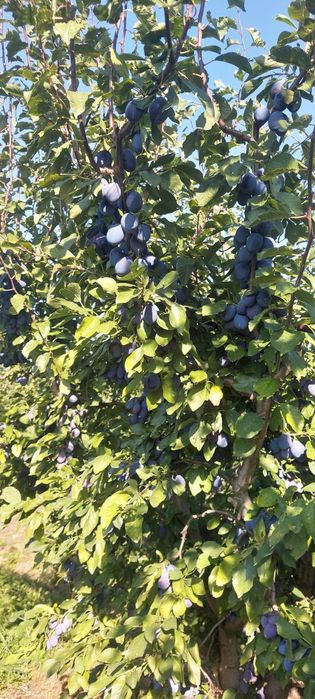 Prune de vinzare din soiul stanley