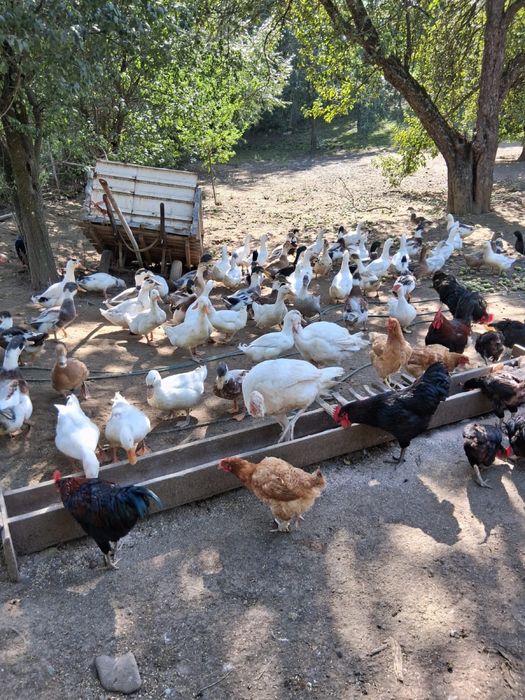 Rețe de carne si ouă de vânzare