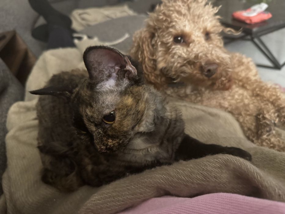 Котка,  devon rex