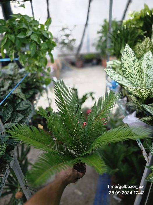 Hona gullari Комнатные растения