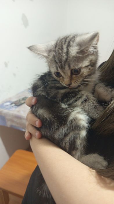 Продам британских котят.Две девочки