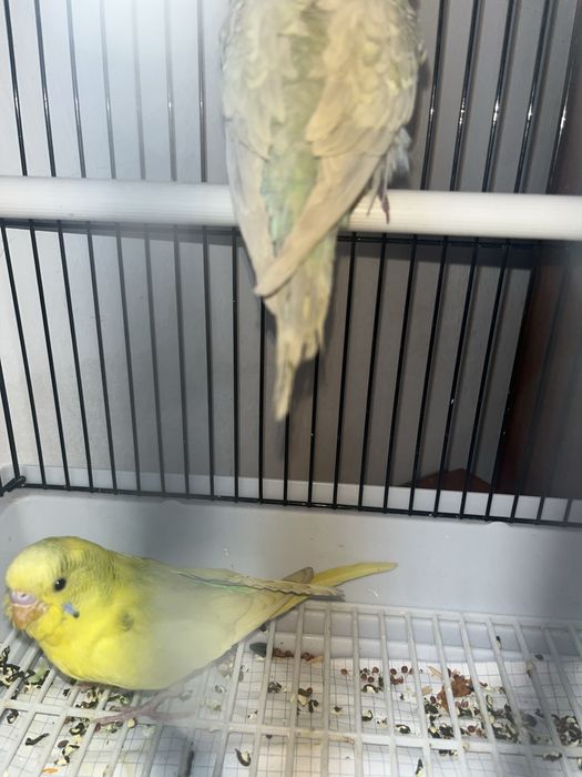 Продаю попугаев волнистики