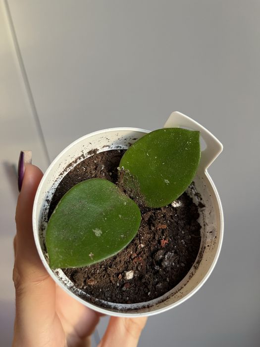 Черенки Хойя Чоук /Чуки