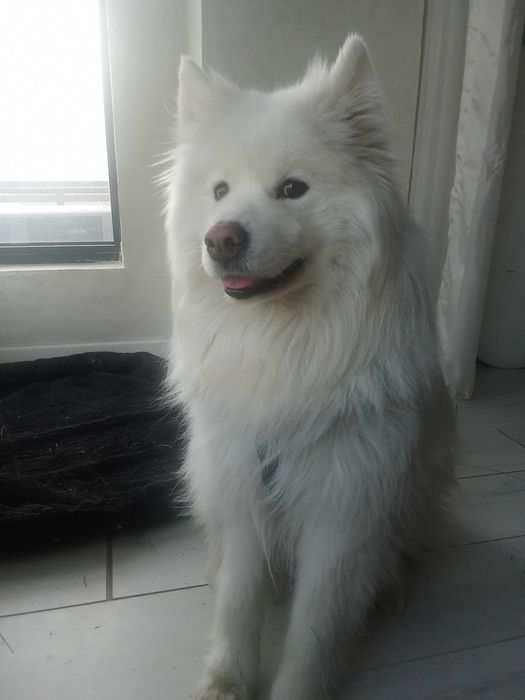 Самоедская Лайка