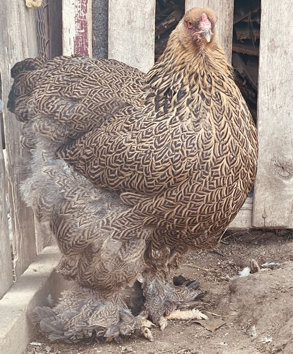 Ouă BRAHMA URIAȘ. Calitate superioară!!