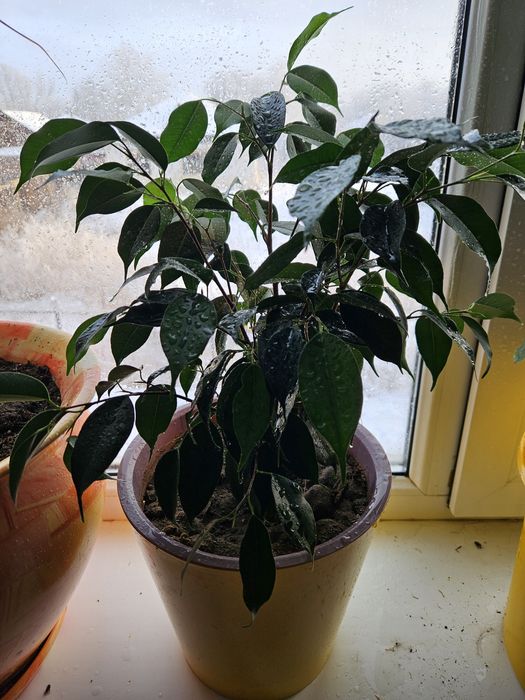 Фикус Бенджемина