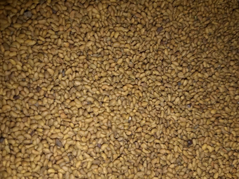 Магниттелген Семена люцерна жоңышқа тұқымы