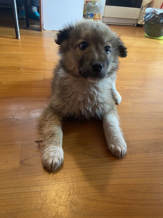 Оттадим в доьрые руки !