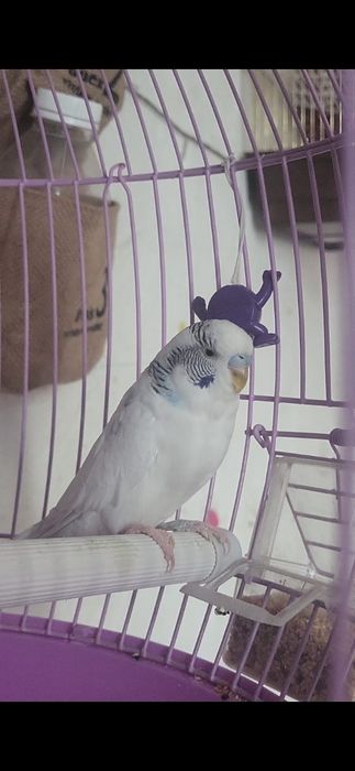 Продаётся волнистый попугайчик