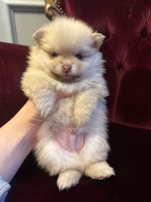 Померан XXS (Mini)