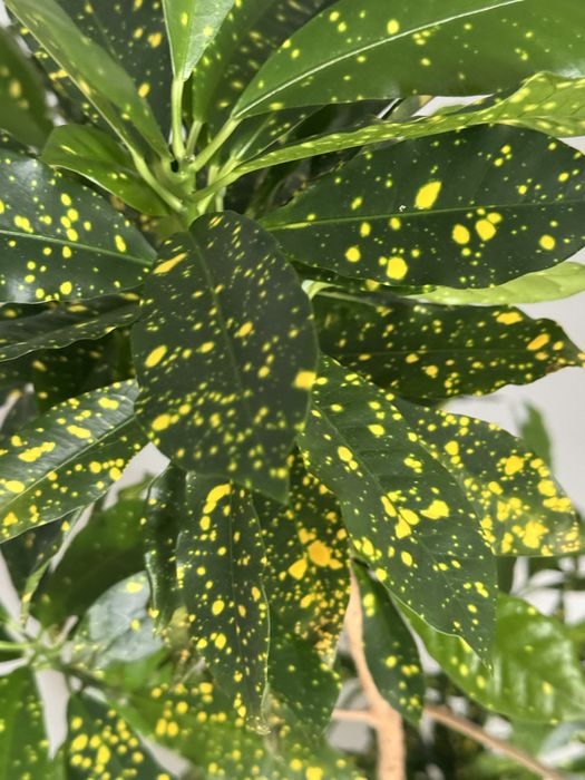 Продам большие комнатные цветы