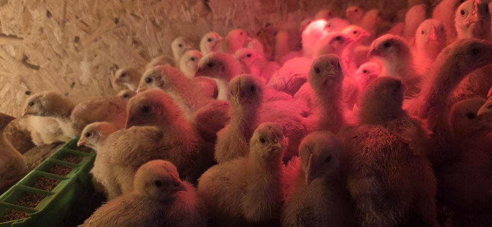 Бройлерный цыпленок