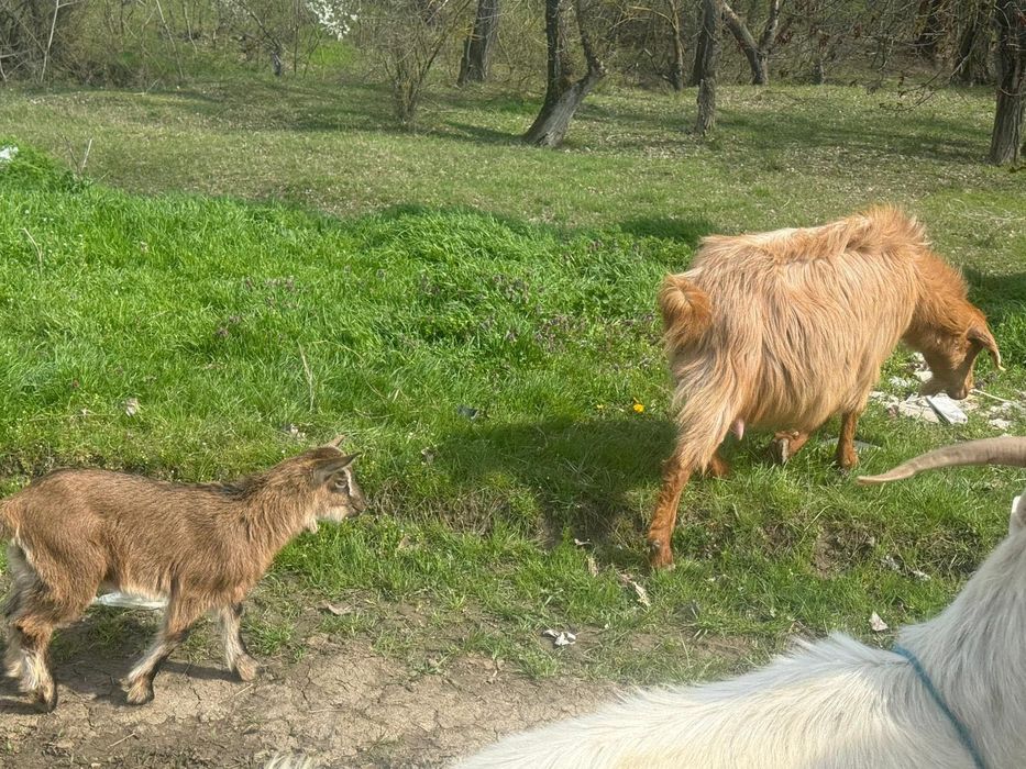 Vand capre 3 capre si 6 iezi
