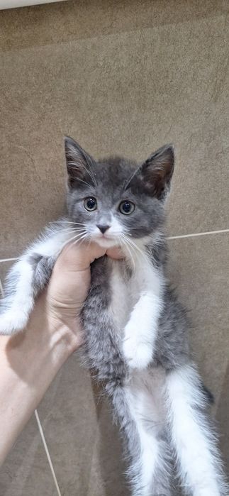 Котенок в ответственные и добрые руки