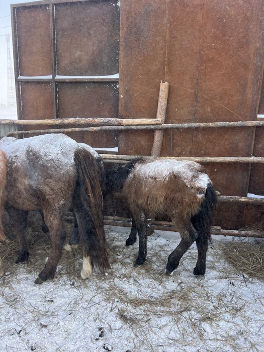 Продам жабагы Ургаши ( Девочка )