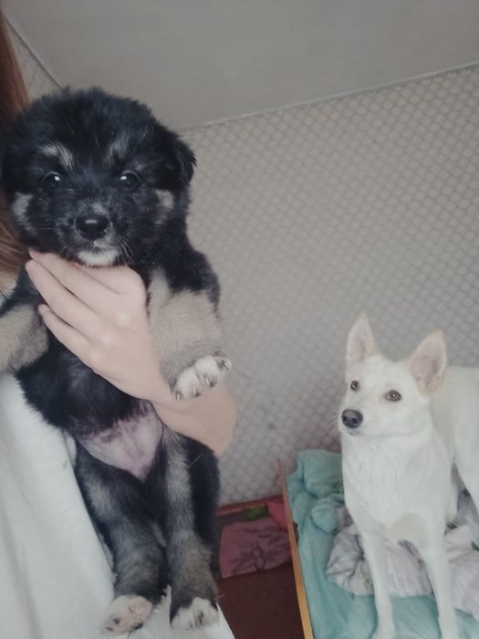 Отдадим щенят. Девочки