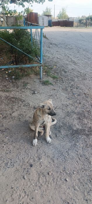 Щенок девочка ищет дом