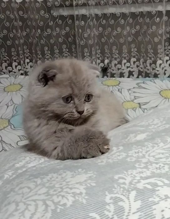 Лиловая, вислоухая, с документами.