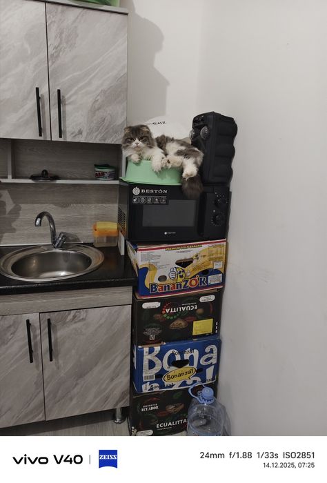 Scottish Fold (uzun junli -Highland Fold)