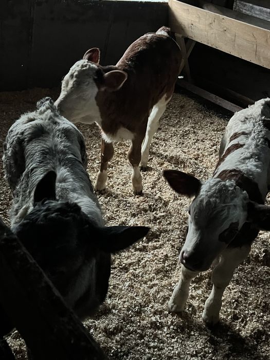 Vand doua vitele si un vitel