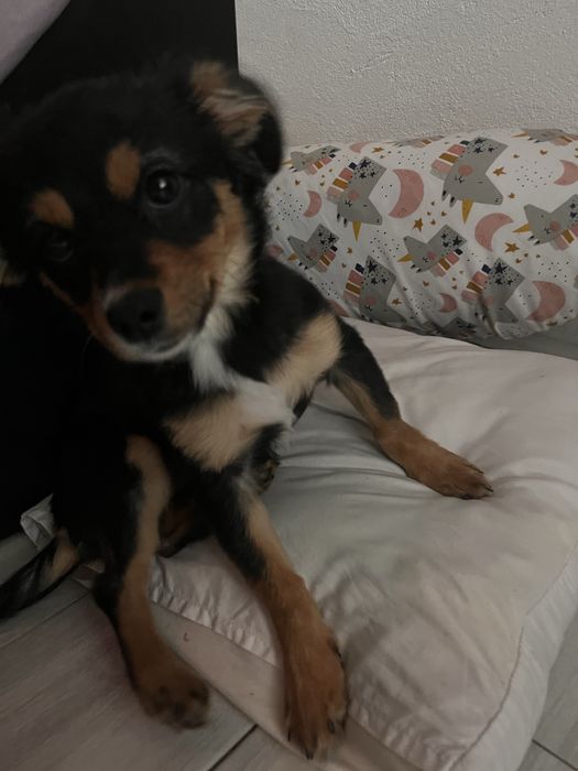 Adoptie pui caine metis 6 luni