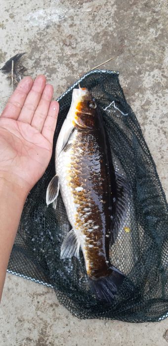 Коя рыбы и золотые пара в бассейн в аквариум в ресторан,Гостин,Салон