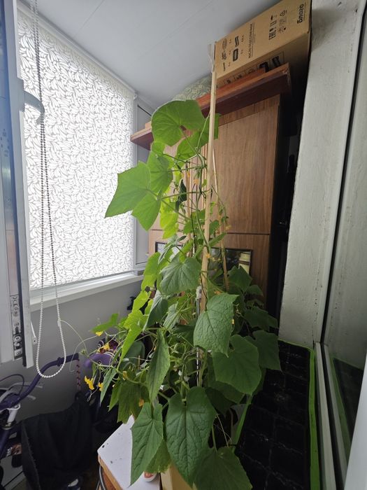 Продажа 2-комнатной в Черёмушках