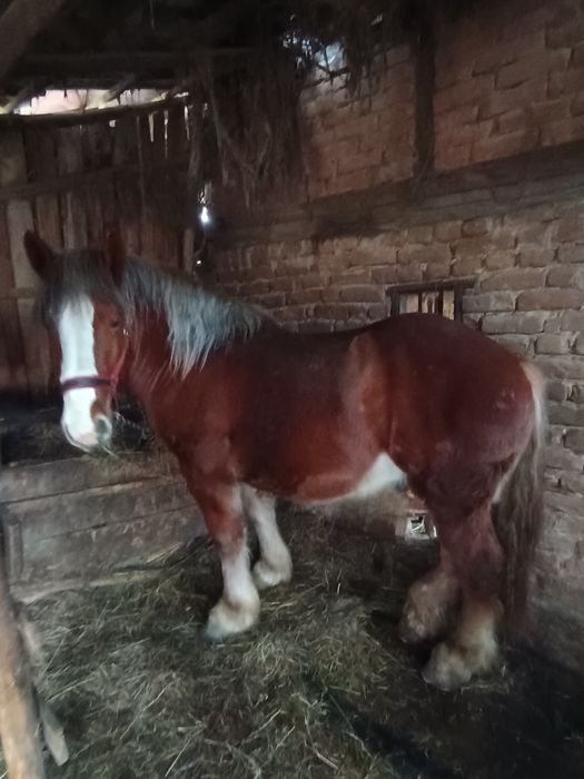 Armăsar de vânzare