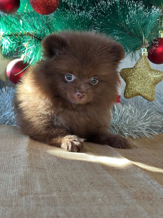 Померан мъжки шоколад