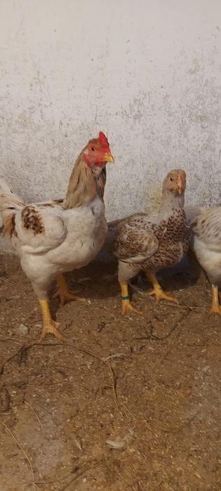 Capră alpina franceza