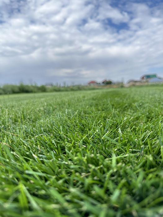 Газон рулонный