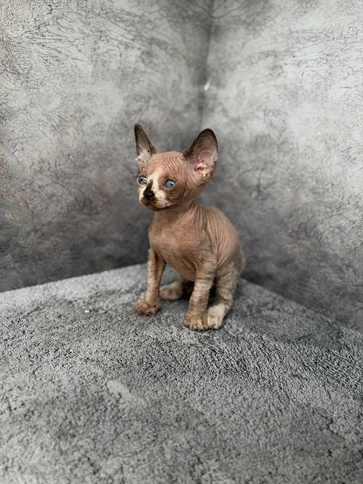 Котята канадского сфинкса