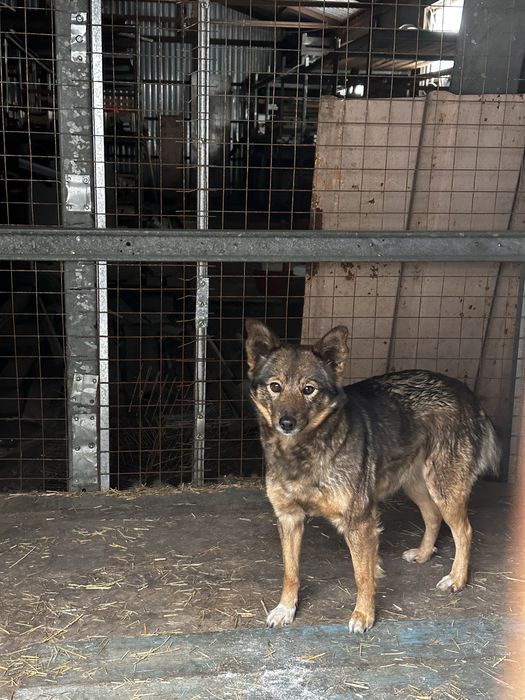 Глория в поисках дома