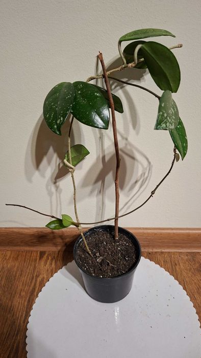 hoya-lacrima maicii domnului, monstera adansonii, zz plant, planta paianjen