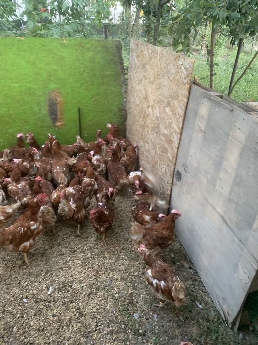 Продам  курей ломан браун