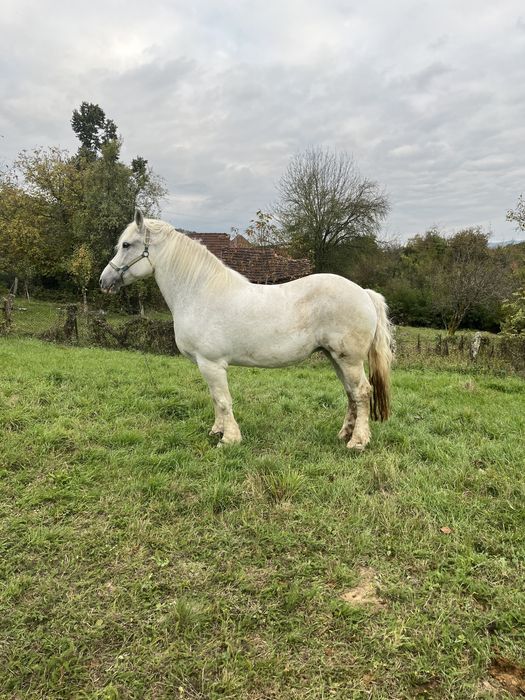 Vand doua iepe semi greu