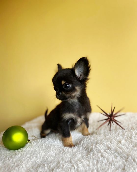 Дългокосместо чихуахуа