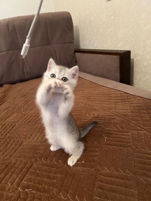 Котенок Скоттиш-Страйт