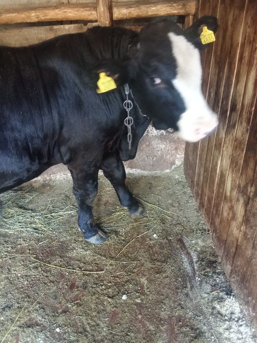 Vițel Black Angus pentru Montă – Rasă Pură