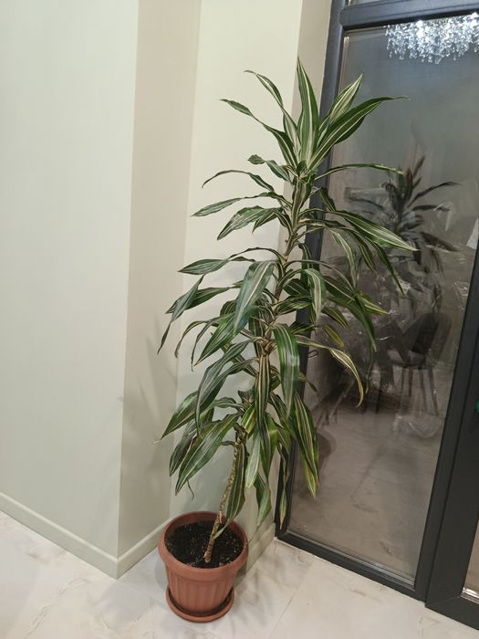 Комнатные цветы растения