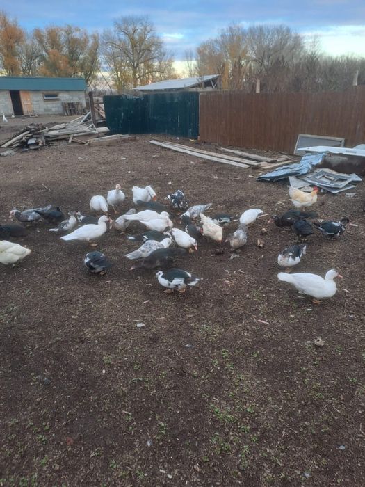 Продам индоуток