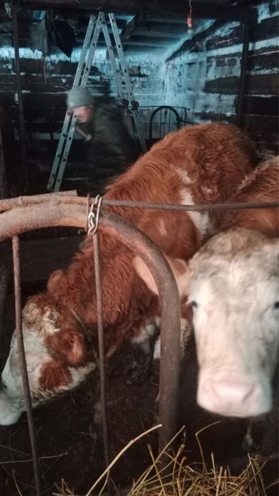 Соғым 1,5  жасар  тайынша сатылады