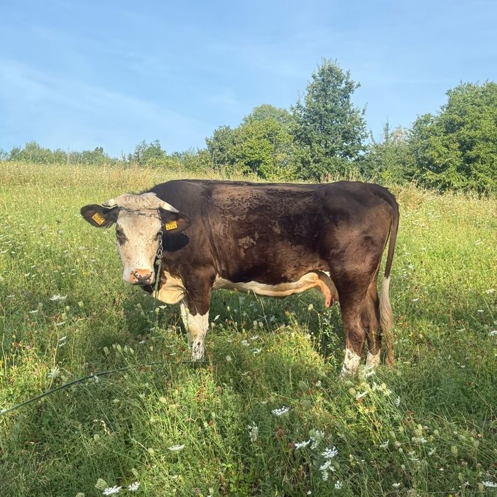 Vând vaca tânără