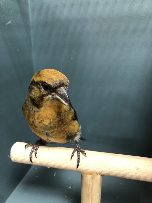 Клесты пара (самка и самец)