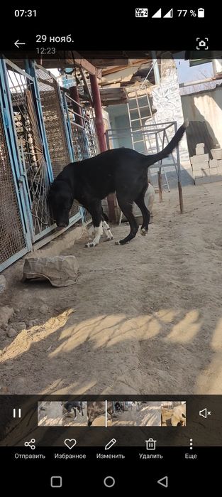 Срочно сатылады ургашы