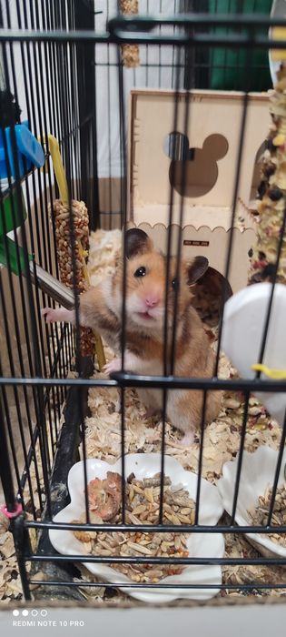 Продам сирийской хомяка