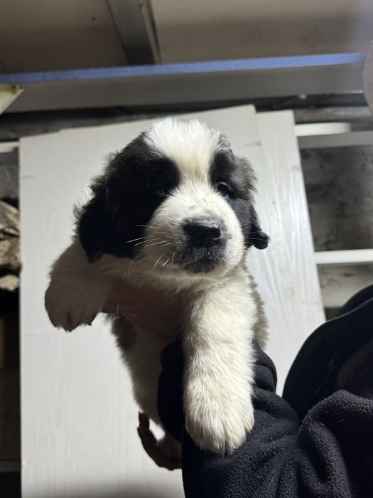 Продам Щенков московской сторожевой