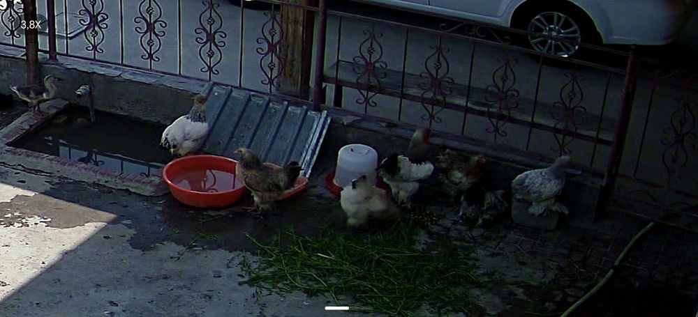 brama tovuqlar sotilad tuxumga krgan 7oylik