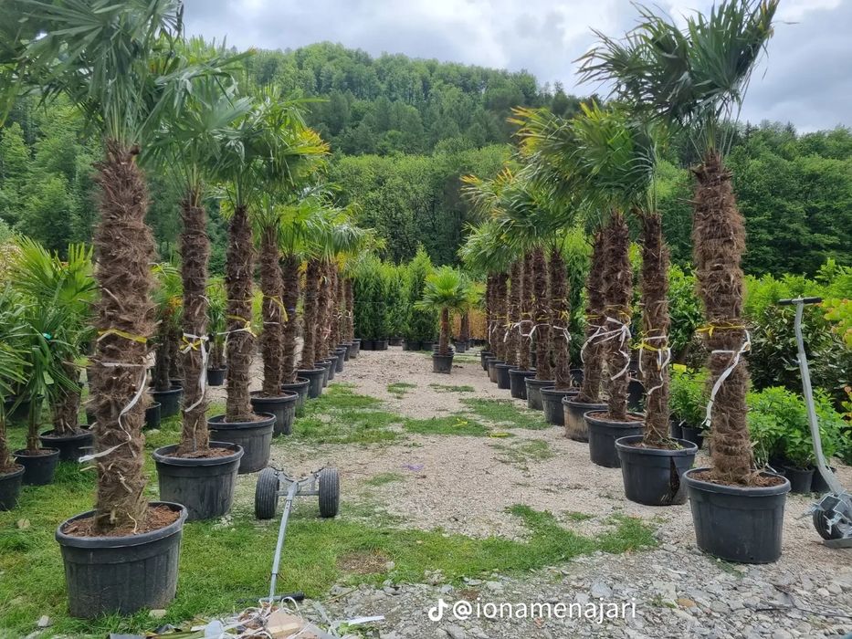 Palmieri Trachycarpus