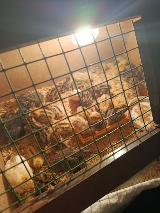 Продам циплят и перепелят